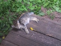 Sleeping kitten.jpg